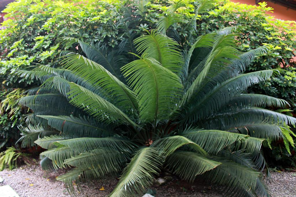 Pousada Do Pinheiro Camburi  Luaran gambar