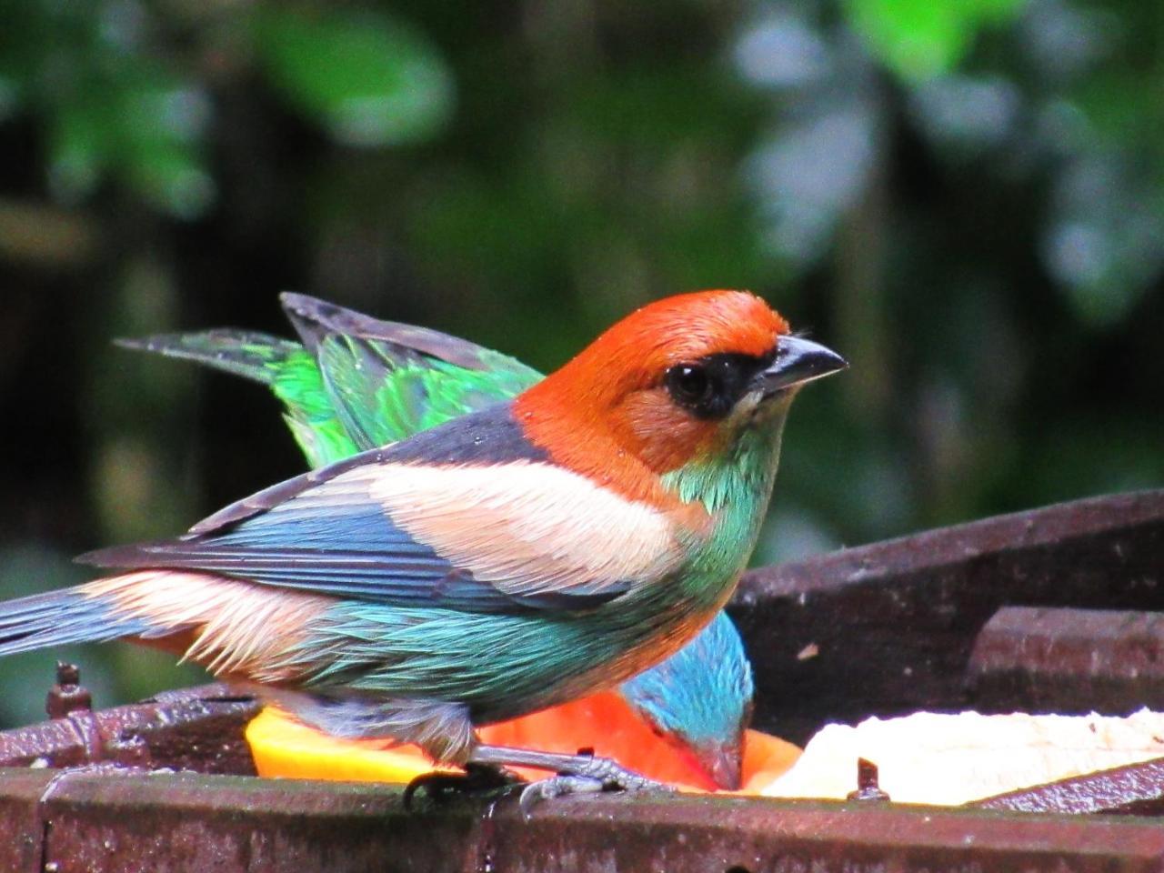 Pousada Do Pinheiro Camburi  Luaran gambar